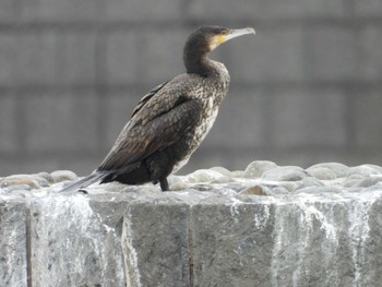 カワウ 多摩川二ヶ領宿河原堰 2024年4月16日(火)