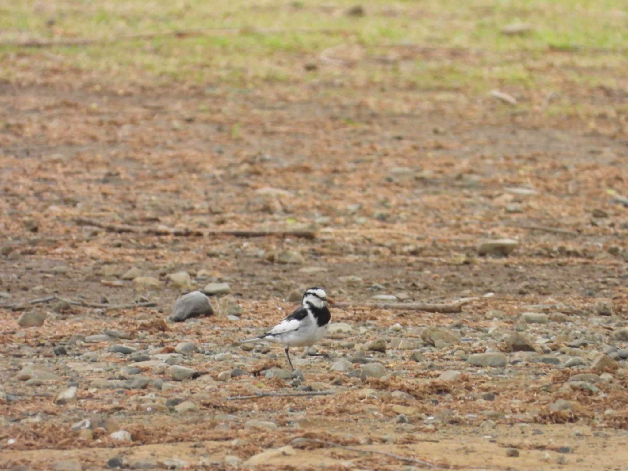 White Wagtail