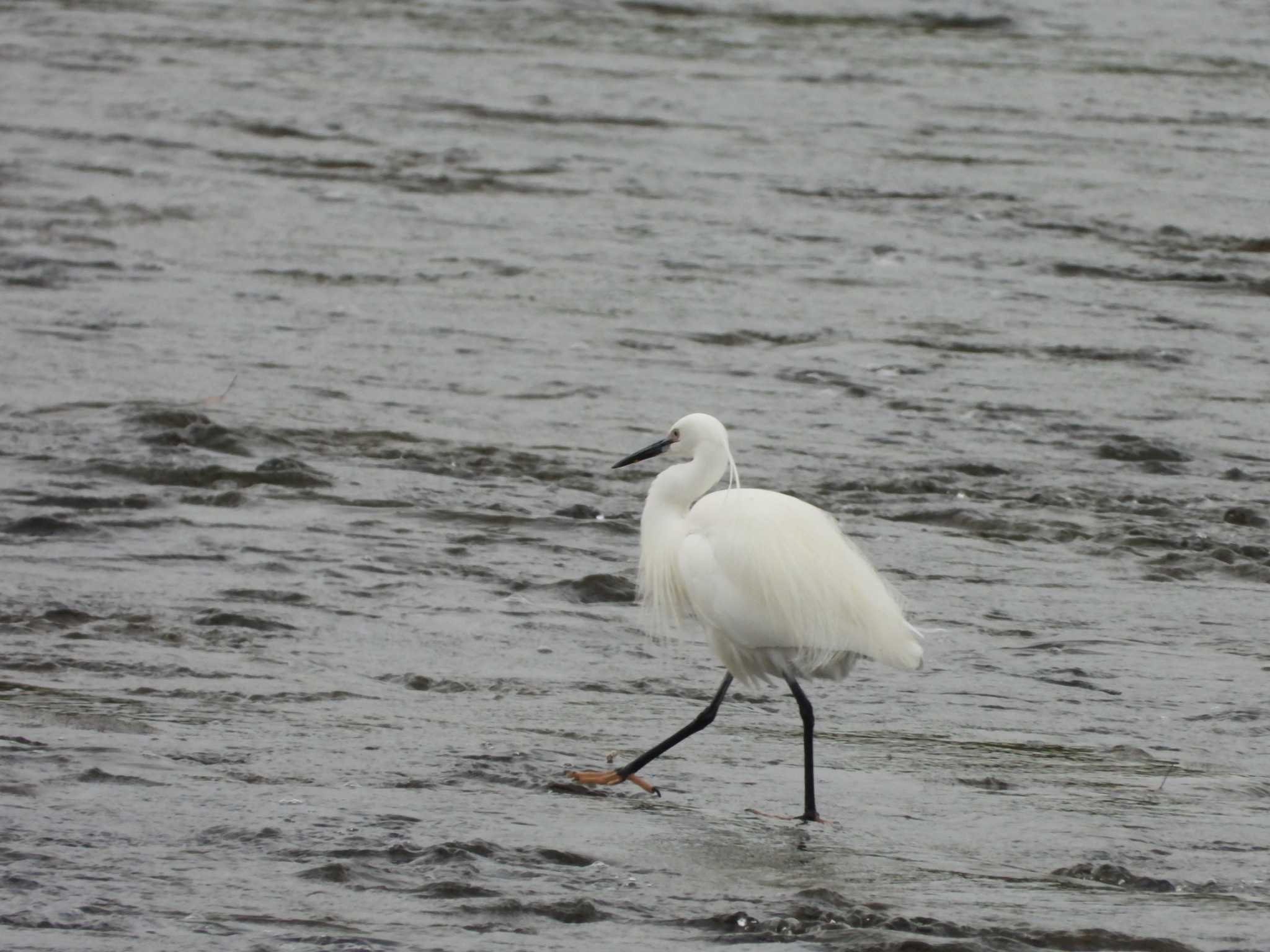 Little Egret