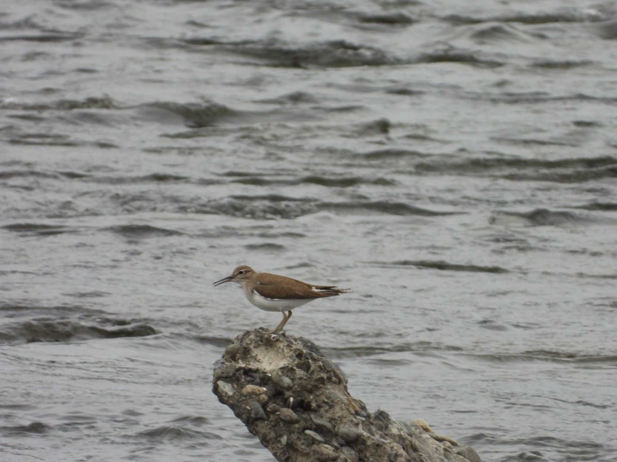 Common Sandpiper