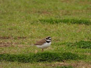 Tue, 4/16/2024 Birding report at 多摩川二ヶ領宿河原堰