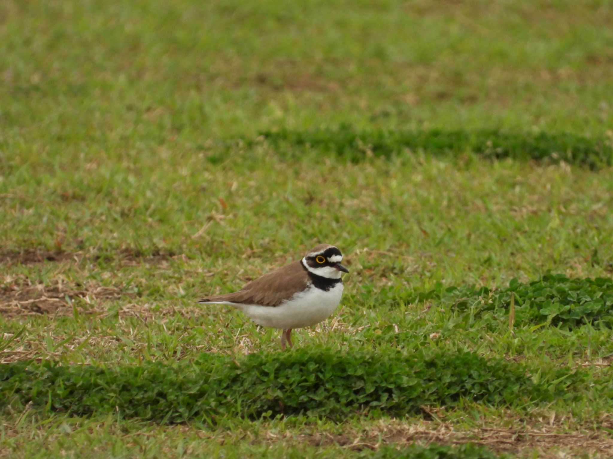 Little Ringed Plover