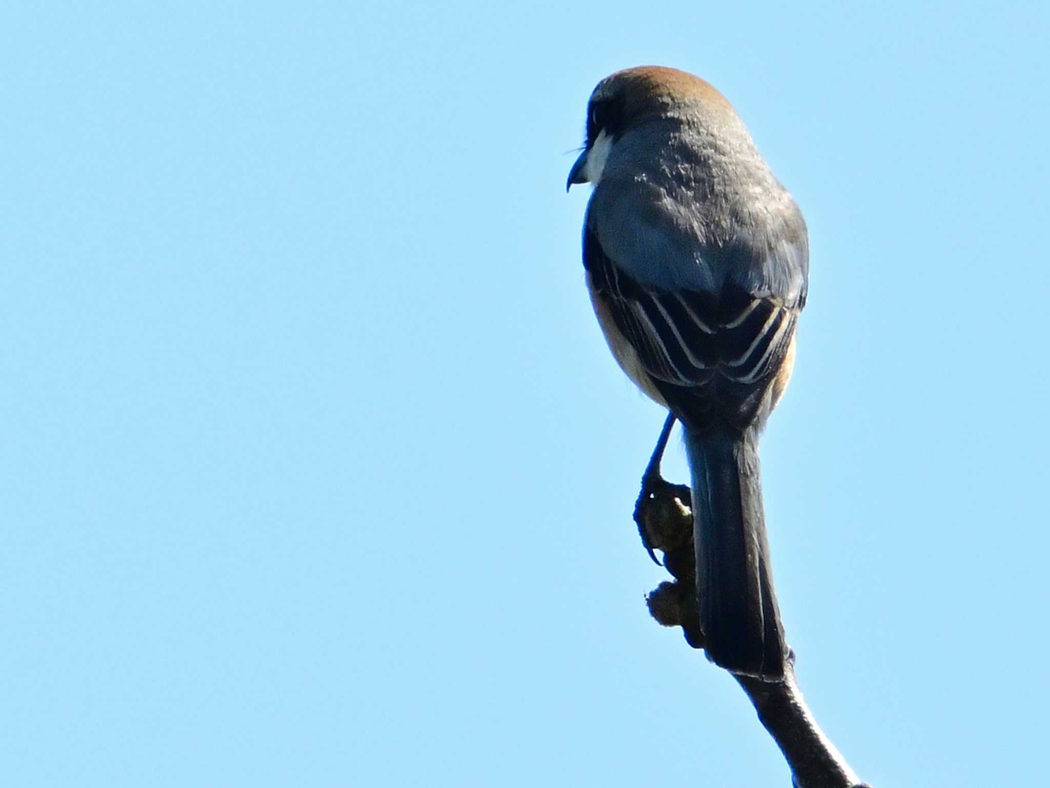 Bull-headed Shrike