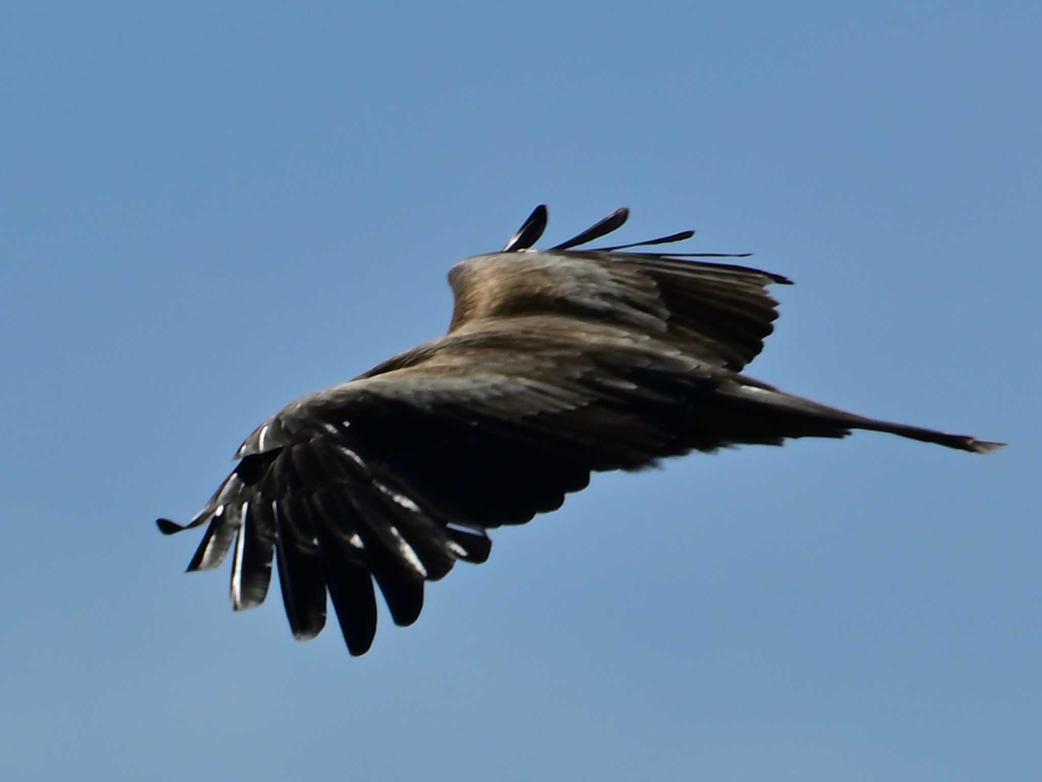 Black Kite