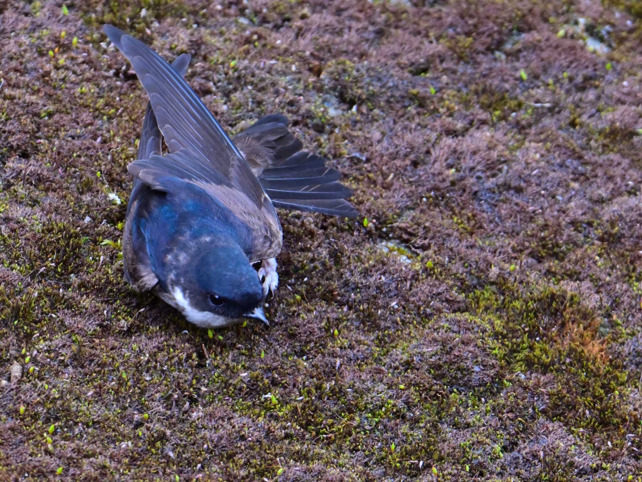 Asian House Martin