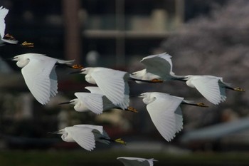 Little Egret 酒匂川河口 Wed, 4/10/2024