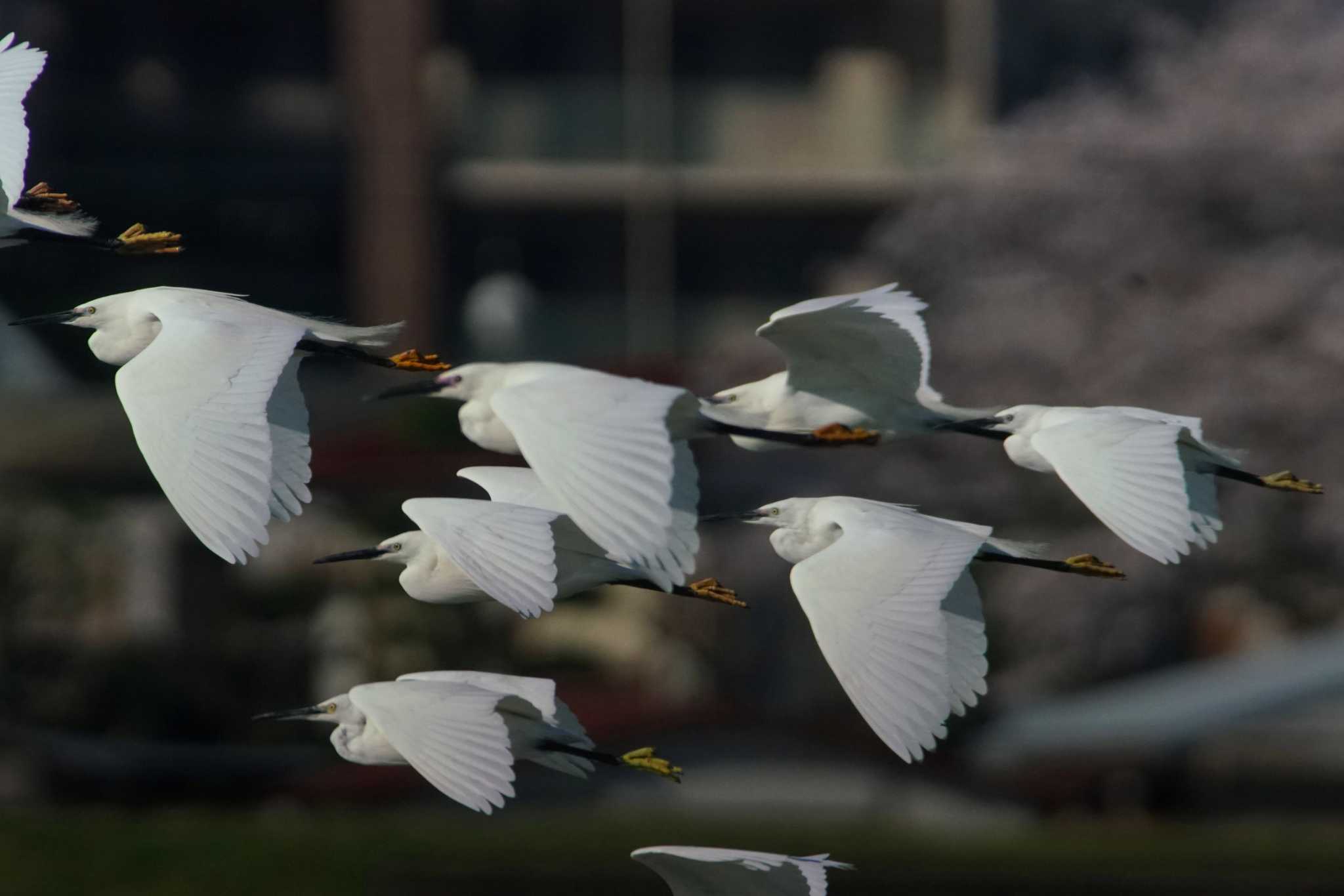 Photo of Little Egret at 酒匂川河口 by bea