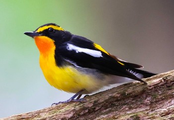 Narcissus Flycatcher 近所の里山 Mon, 4/15/2024