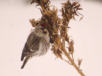 Common Redpoll Makomanai Park Fri, 1/26/2024