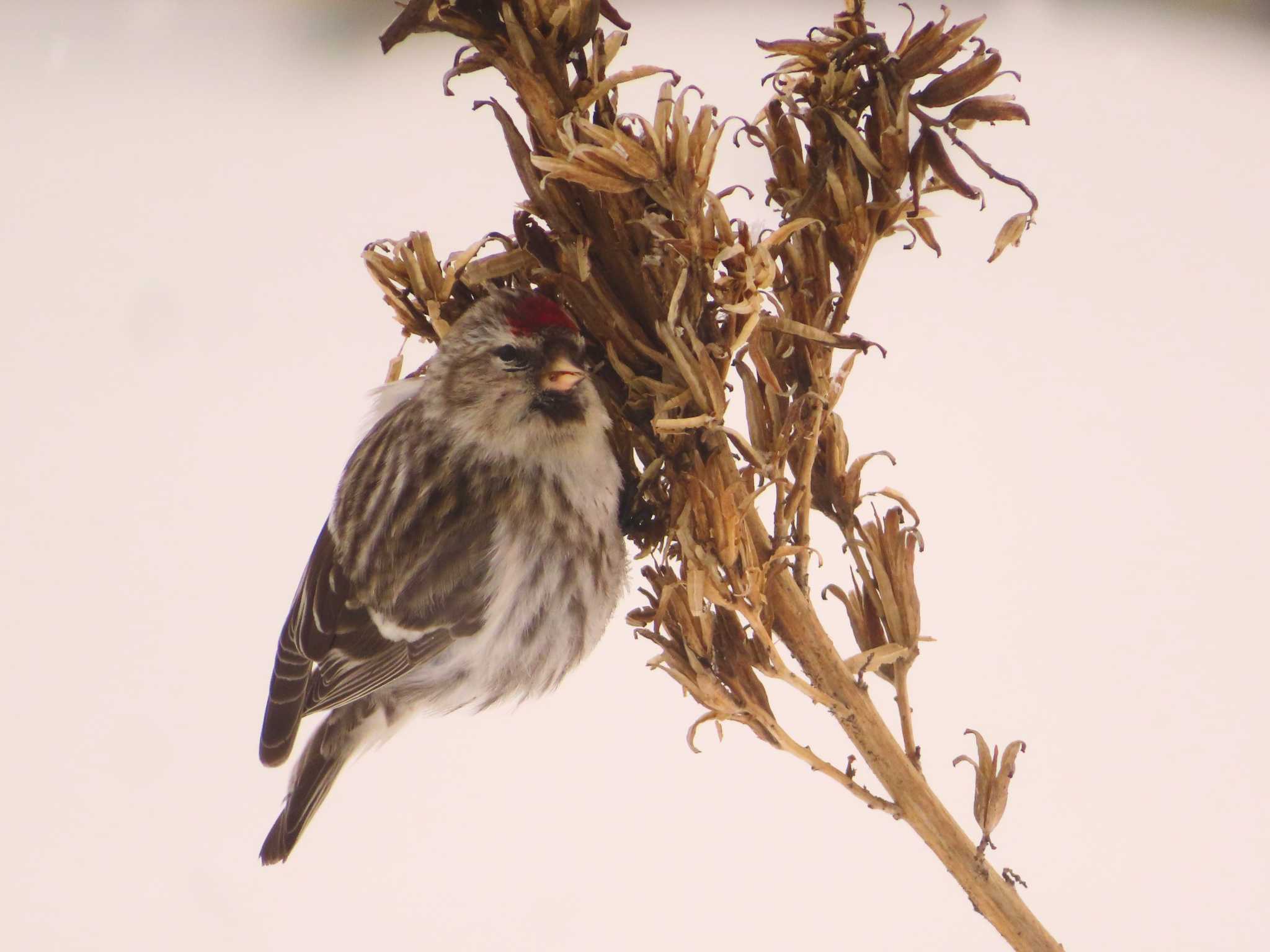 Photo of Common Redpoll at Makomanai Park by ゆ