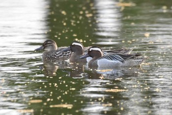 シマアジ 見沼自然公園 2024年4月15日(月)