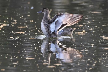 シマアジ 見沼自然公園 2024年4月15日(月)