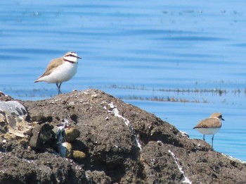 Kentish Plover 角島(山口県) Sat, 4/13/2024