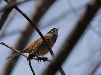 Meadow Bunting 秩父 Sat, 4/13/2024