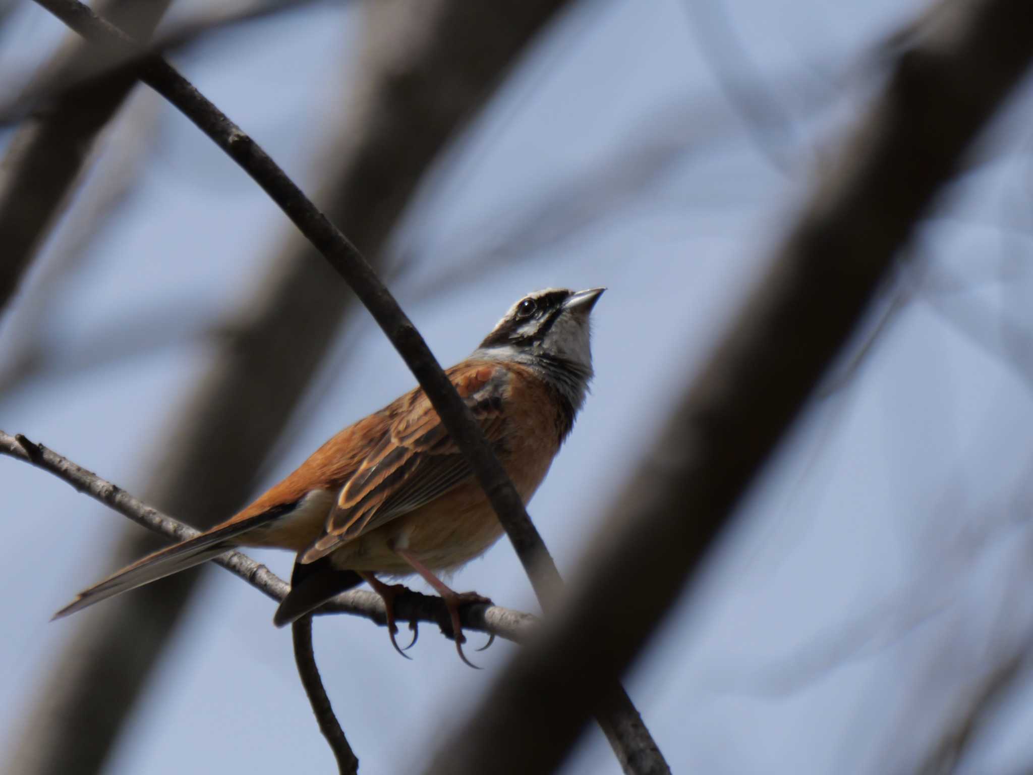 Photo of Meadow Bunting at 秩父 by little birds