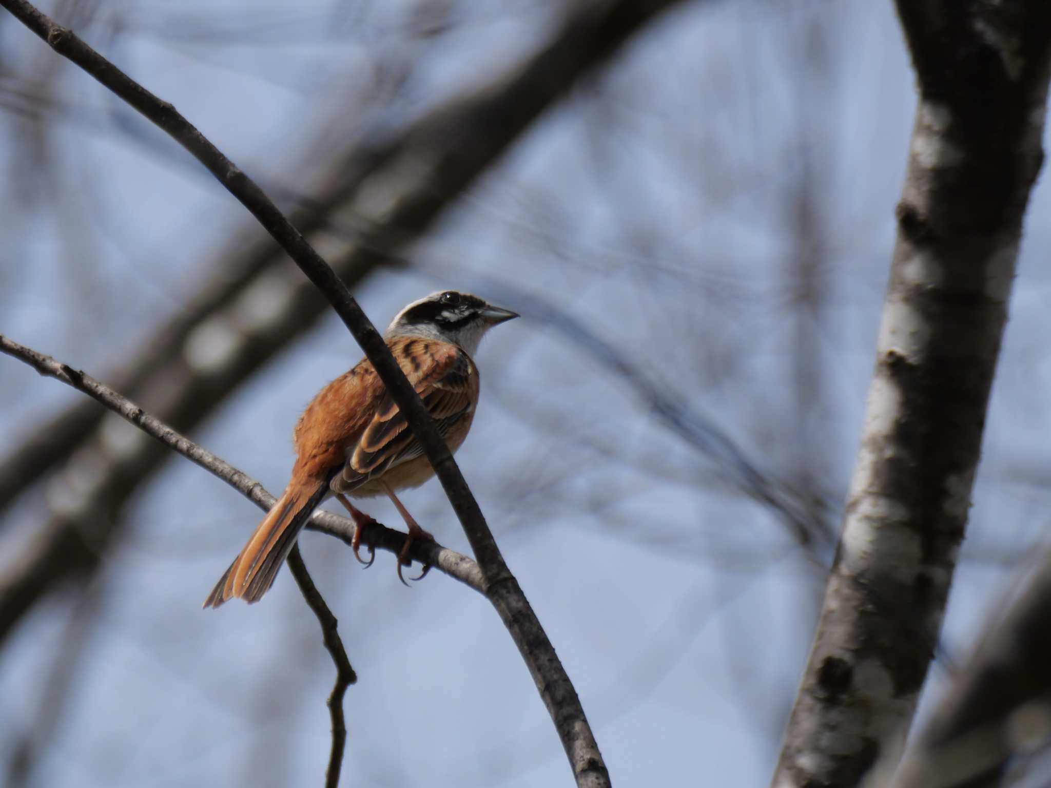 Photo of Meadow Bunting at 秩父 by little birds