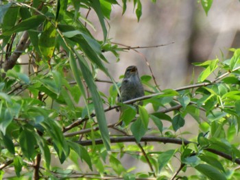 Japanese Bush Warbler 自宅周辺 Mon, 4/15/2024