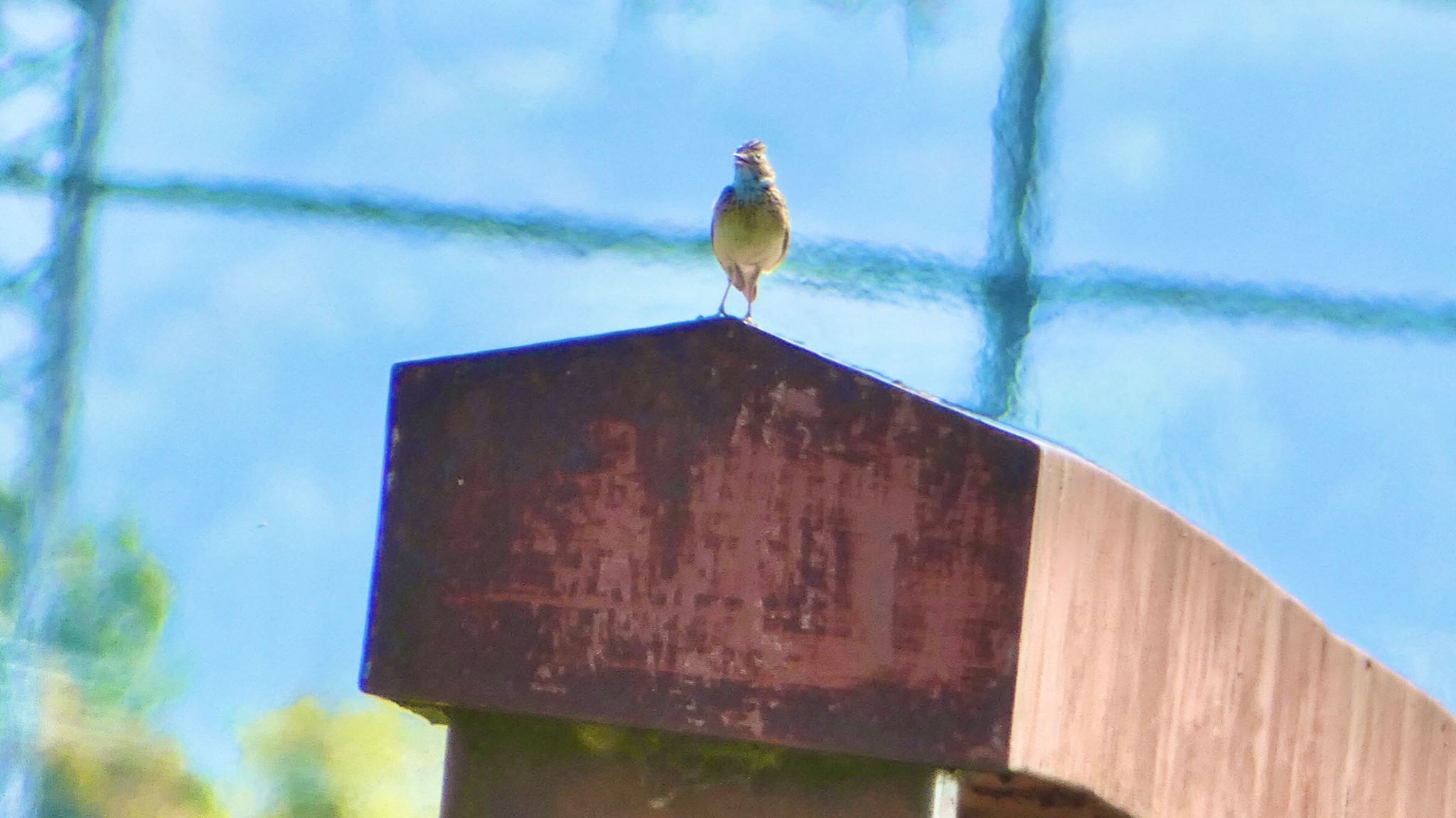 Eurasian Skylark