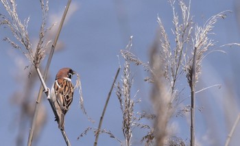 Eurasian Tree Sparrow 磐田大池 Wed, 4/10/2024