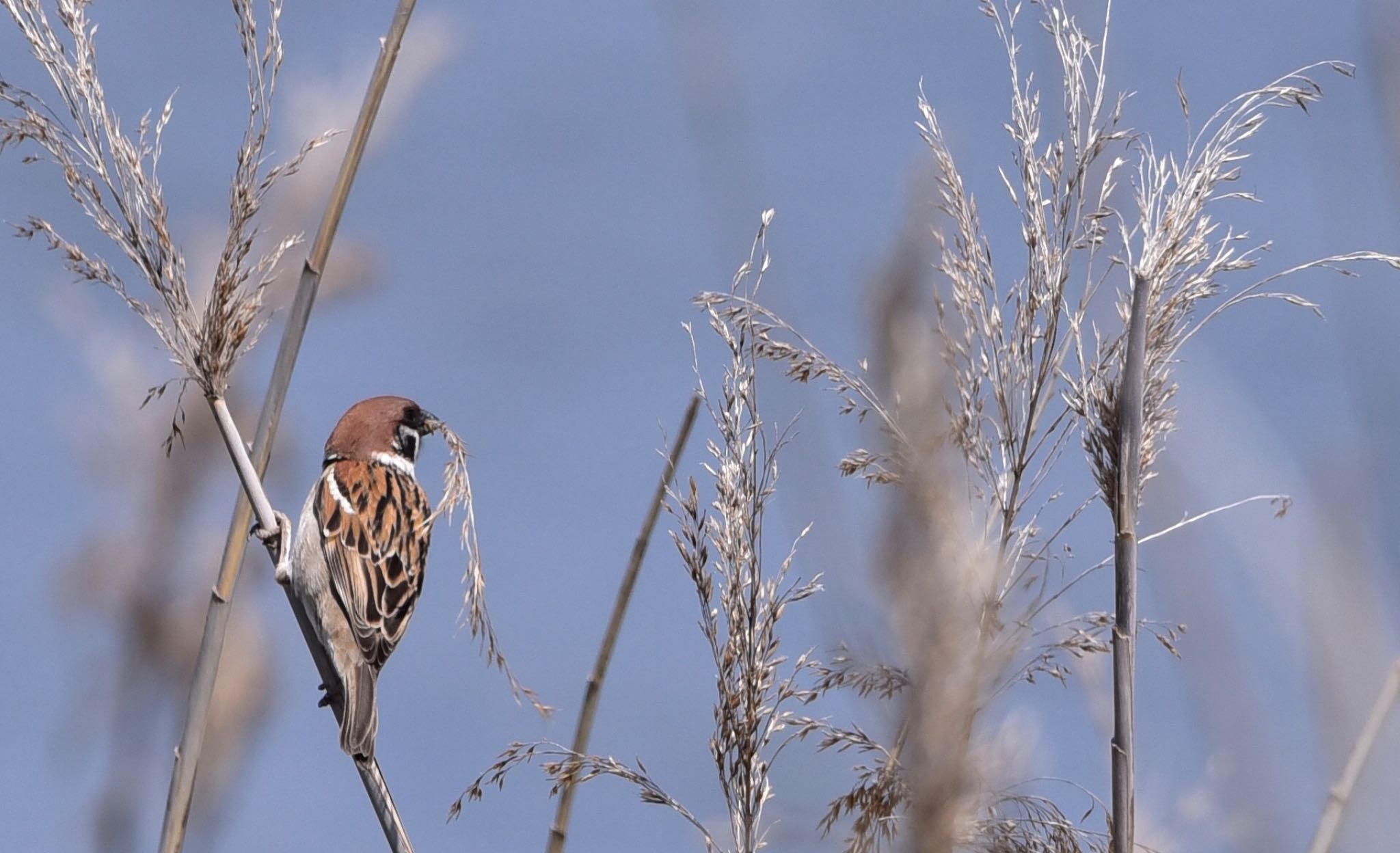 Photo of Eurasian Tree Sparrow at 磐田大池 by Taka Eri