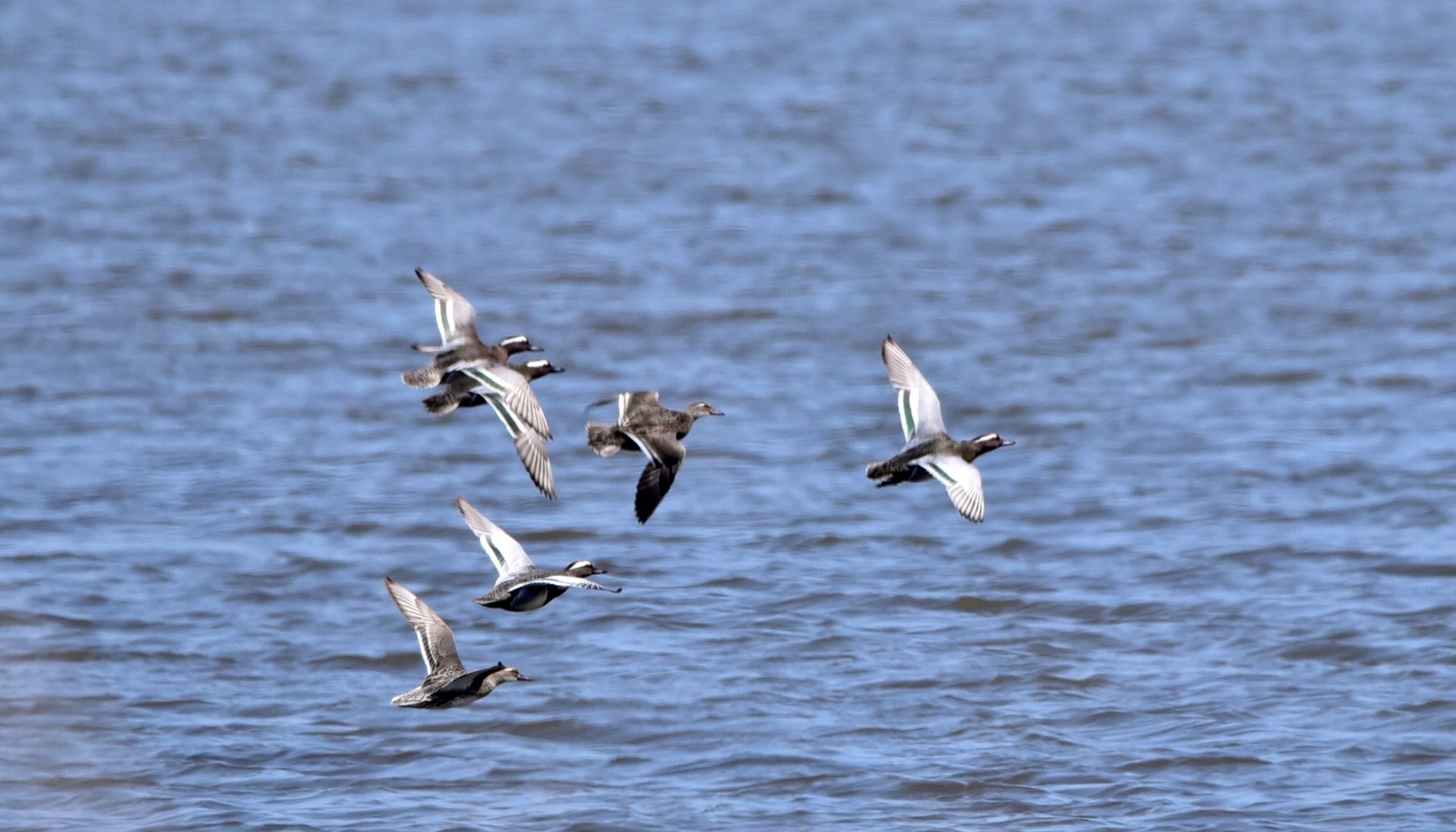 Photo of Garganey at 磐田大池 by Taka Eri