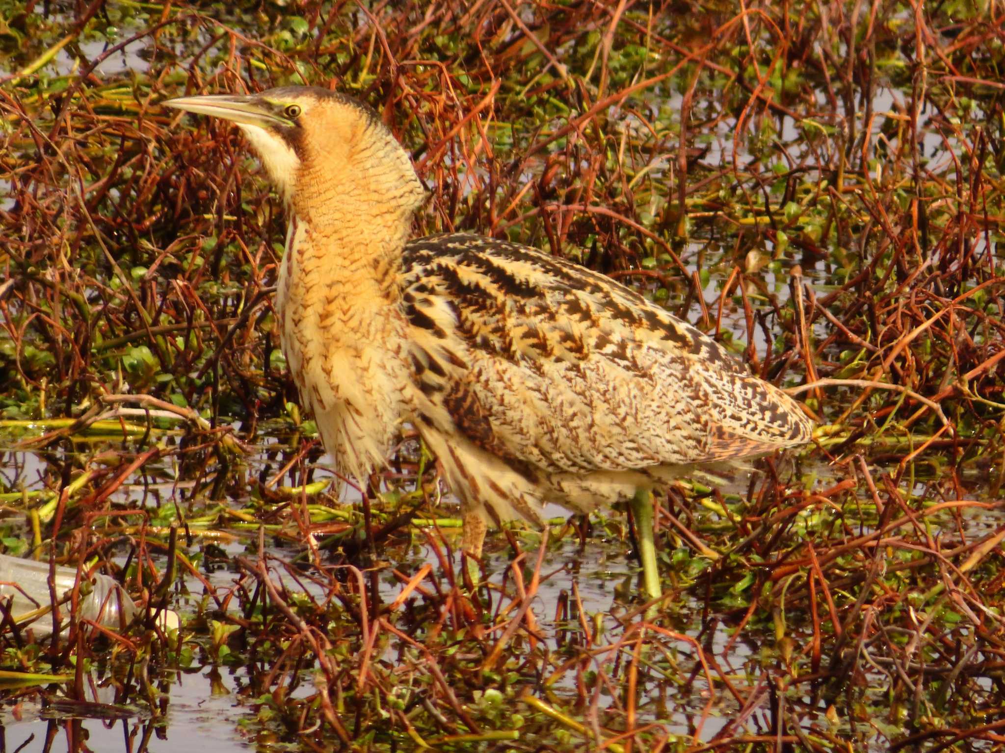 Photo of Eurasian Bittern at 伊庭内湖 by ゆ