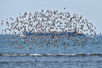 ハマシギ ふなばし三番瀬海浜公園 2024年4月13日(土)