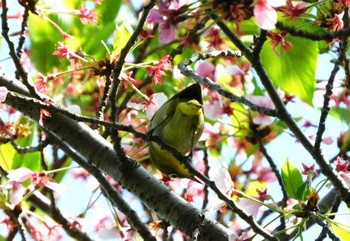 Warbling White-eye 平和の森公園、妙正寺川 Tue, 4/16/2024