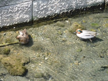 コガモ 平和の森公園、妙正寺川 2024年4月16日(火)