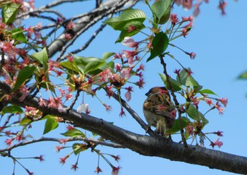 Eurasian Tree Sparrow 平和の森公園、妙正寺川 Tue, 4/16/2024