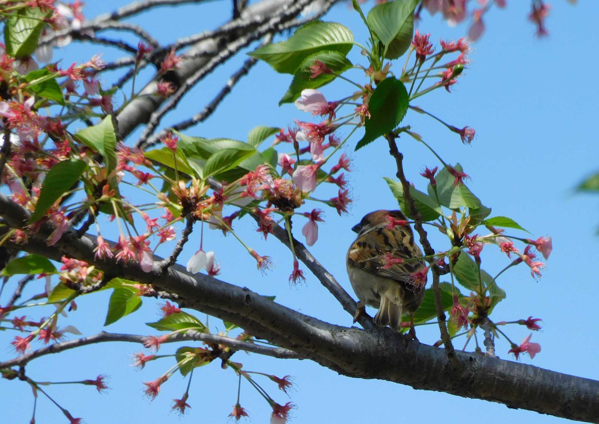 Photo of Eurasian Tree Sparrow at 平和の森公園、妙正寺川 by morinokotori