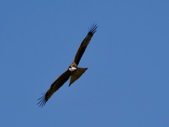 Black Kite 多摩川 Tue, 4/16/2024