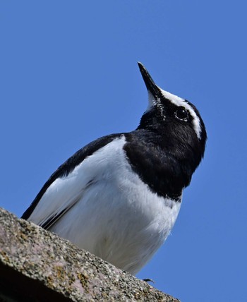 Japanese Wagtail 布目ダム Sat, 4/13/2024