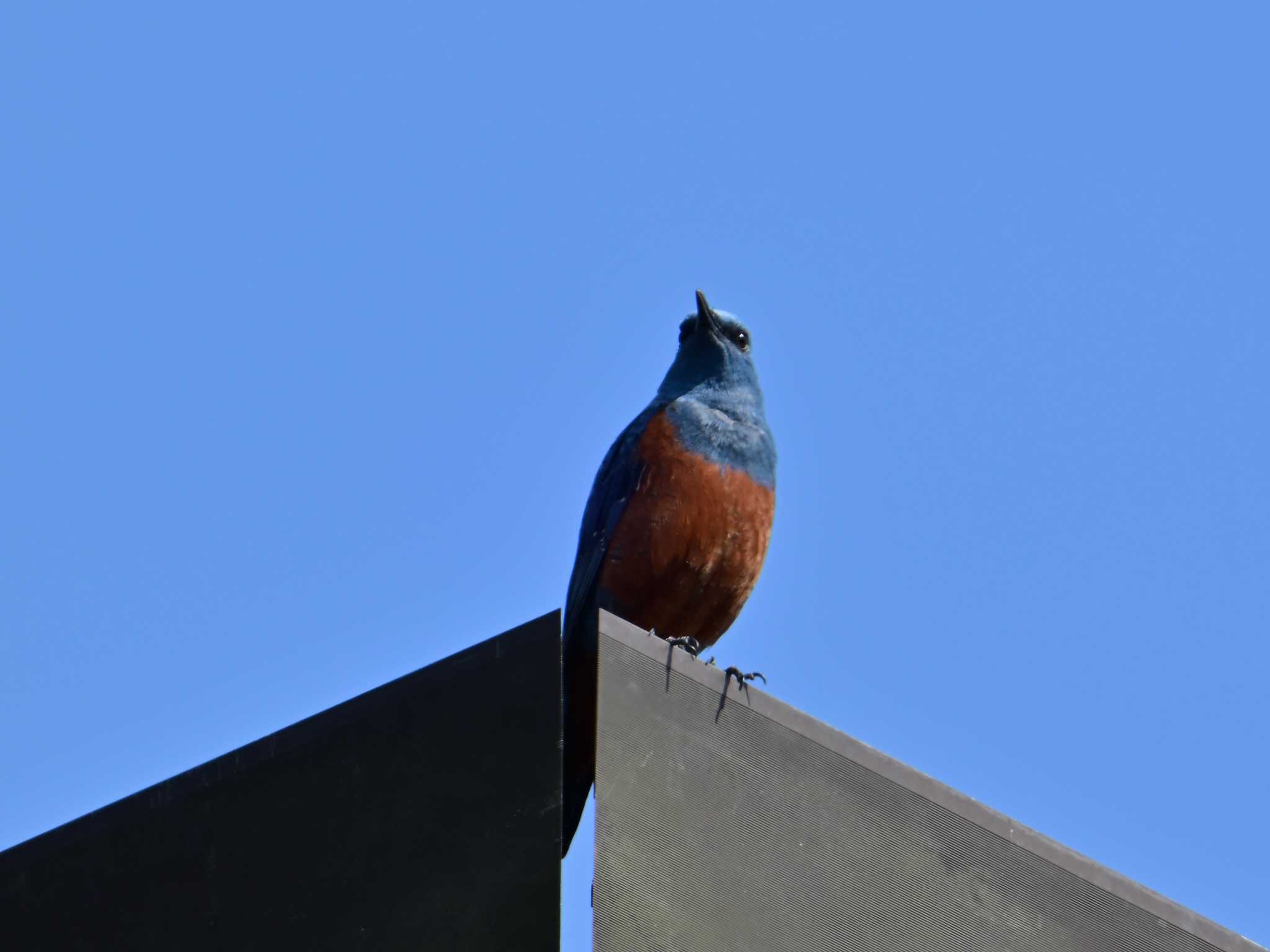 Blue Rock Thrush