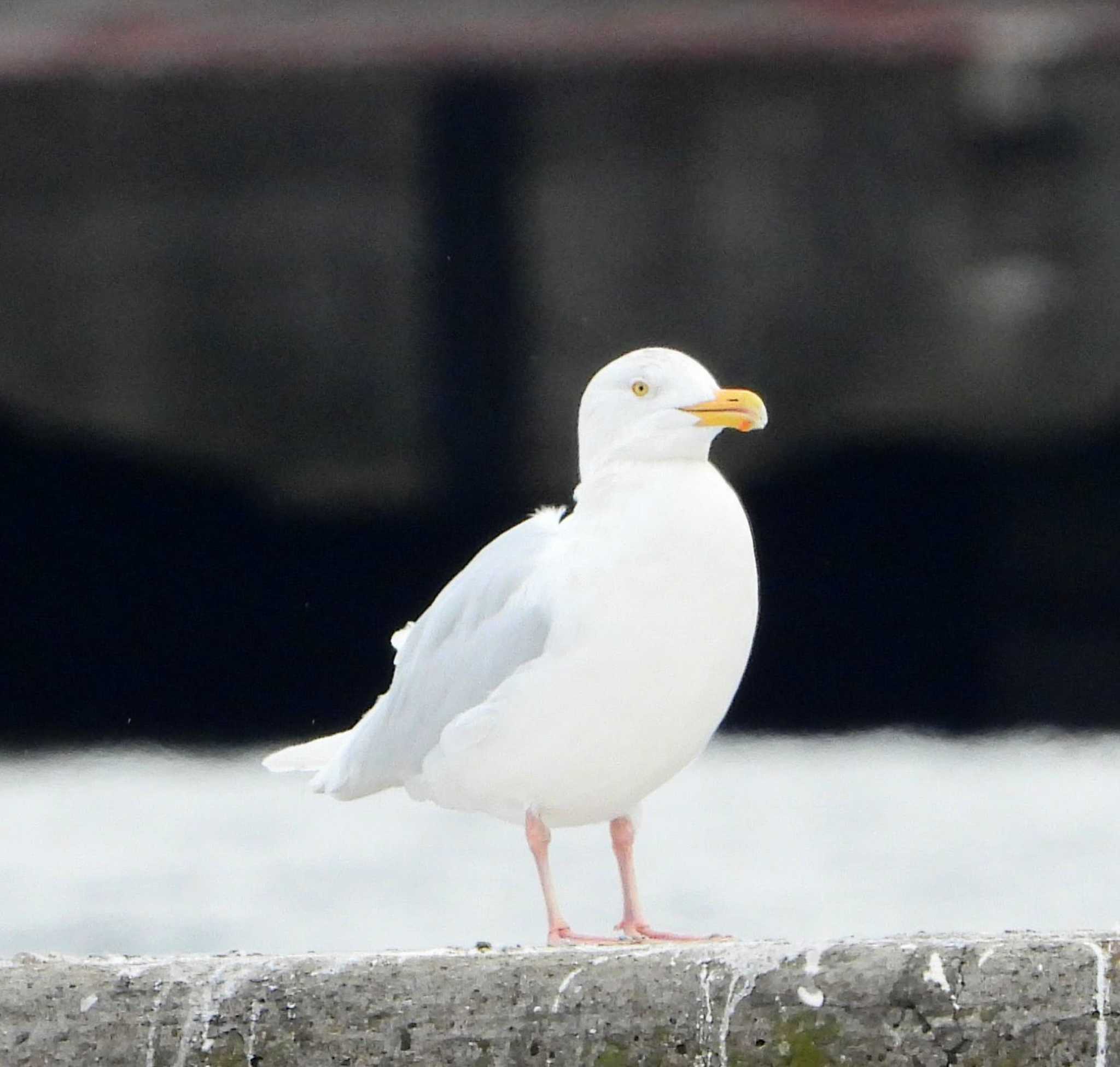 Photo of Glaucous Gull at  by サジタリウスの眼