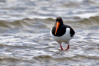 Eurasian Oystercatcher Sambanze Tideland Sat, 4/13/2024