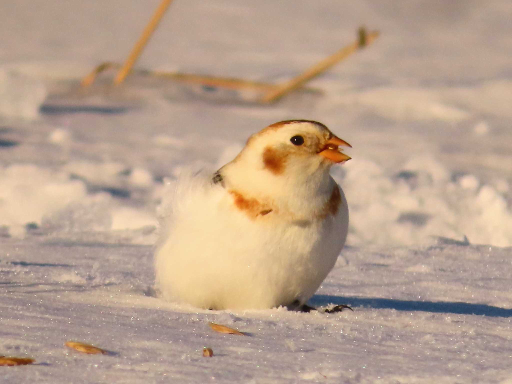 Snow Bunting