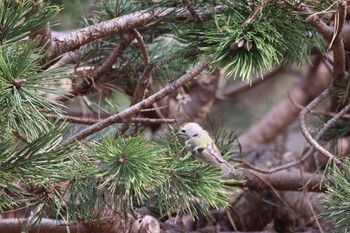 Goldcrest 前田森林公園(札幌市) Tue, 4/16/2024