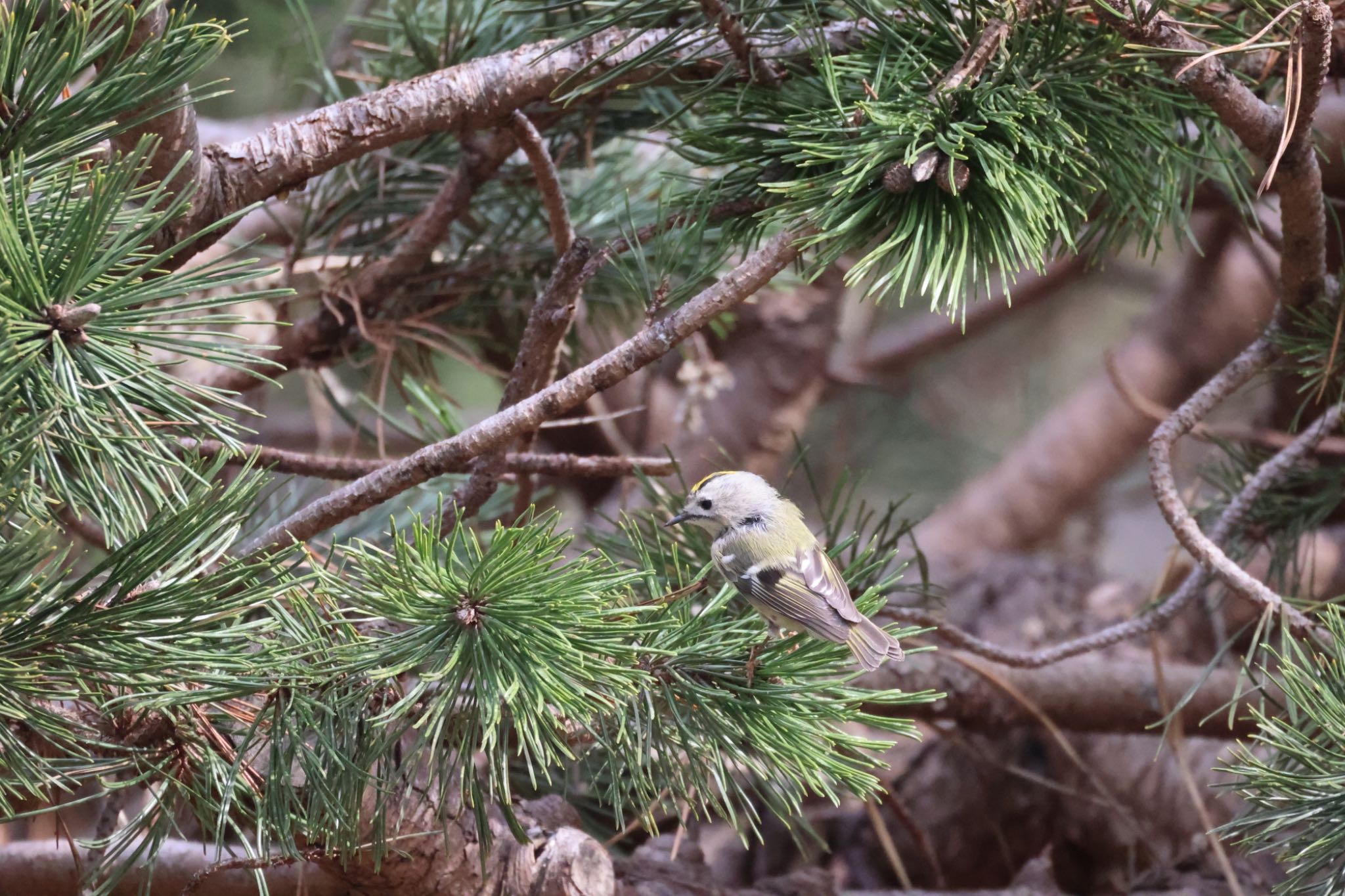 Photo of Goldcrest at 前田森林公園(札幌市) by will 73