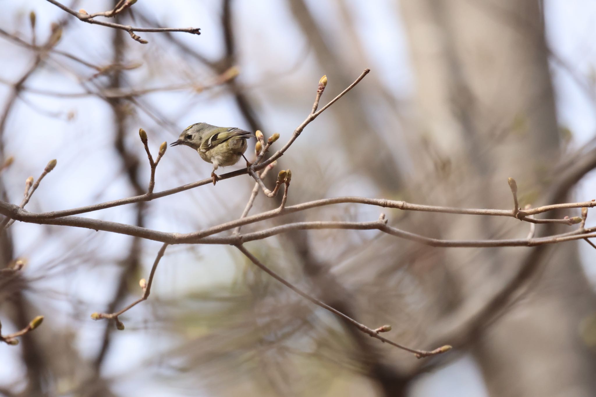 Photo of Goldcrest at 前田森林公園(札幌市) by will 73