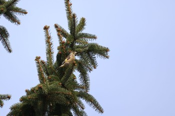 Grey-capped Greenfinch 前田森林公園(札幌市) Tue, 4/16/2024