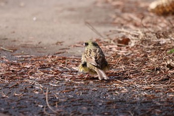 Masked Bunting 前田森林公園(札幌市) Tue, 4/16/2024