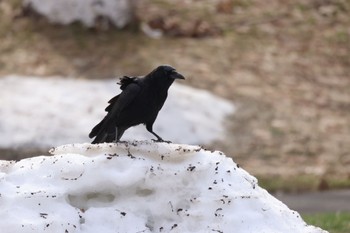 Carrion Crow 前田森林公園(札幌市) Tue, 4/16/2024