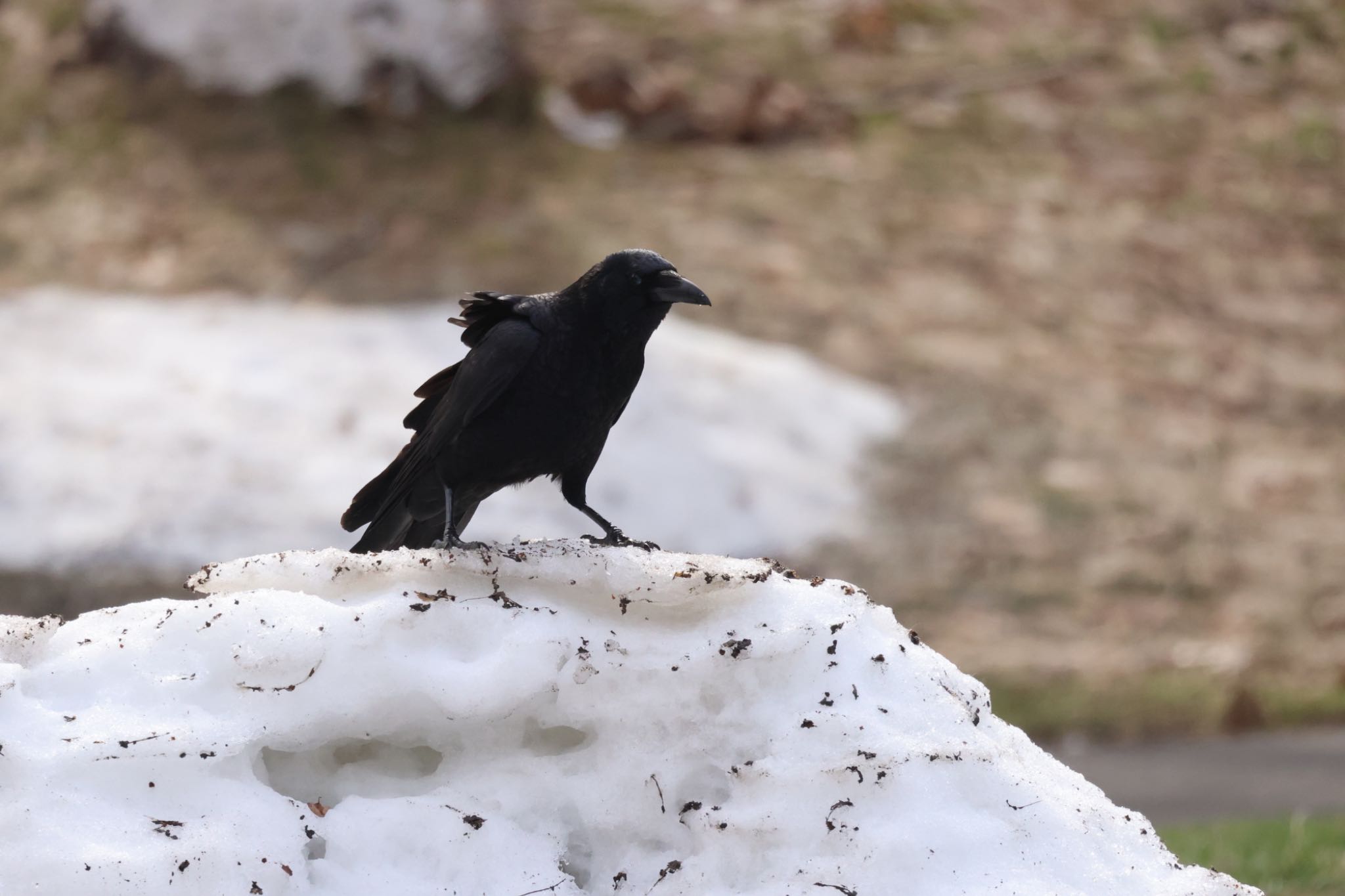 Photo of Carrion Crow at 前田森林公園(札幌市) by will 73