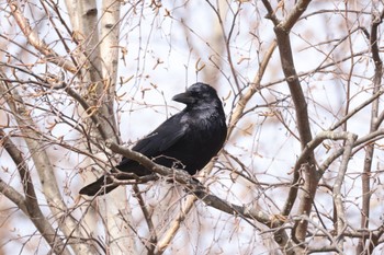 Large-billed Crow 前田森林公園(札幌市) Tue, 4/16/2024