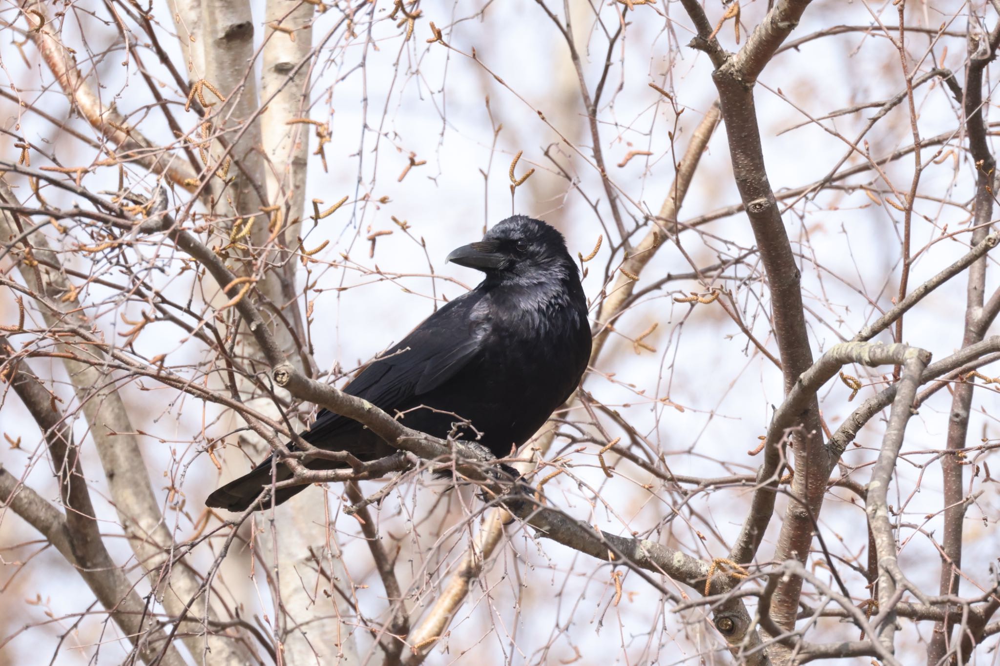 Photo of Large-billed Crow at 前田森林公園(札幌市) by will 73