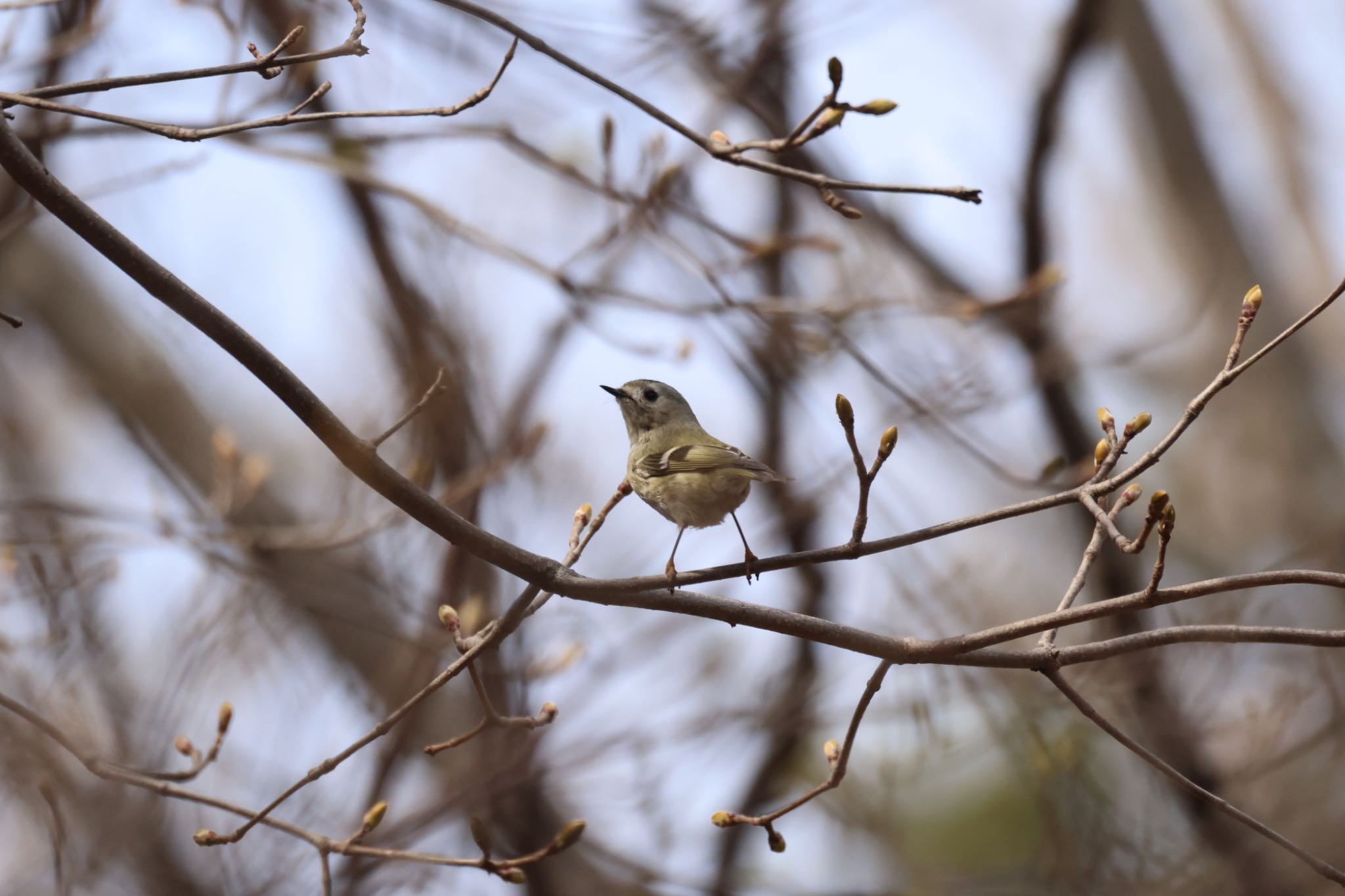 Photo of Goldcrest at 前田森林公園(札幌市) by will 73