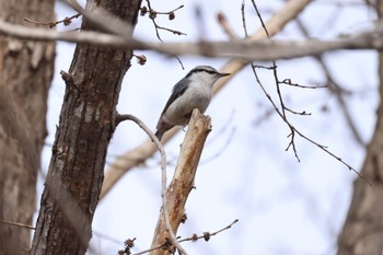 Eurasian Nuthatch(asiatica) 前田森林公園(札幌市) Tue, 4/16/2024