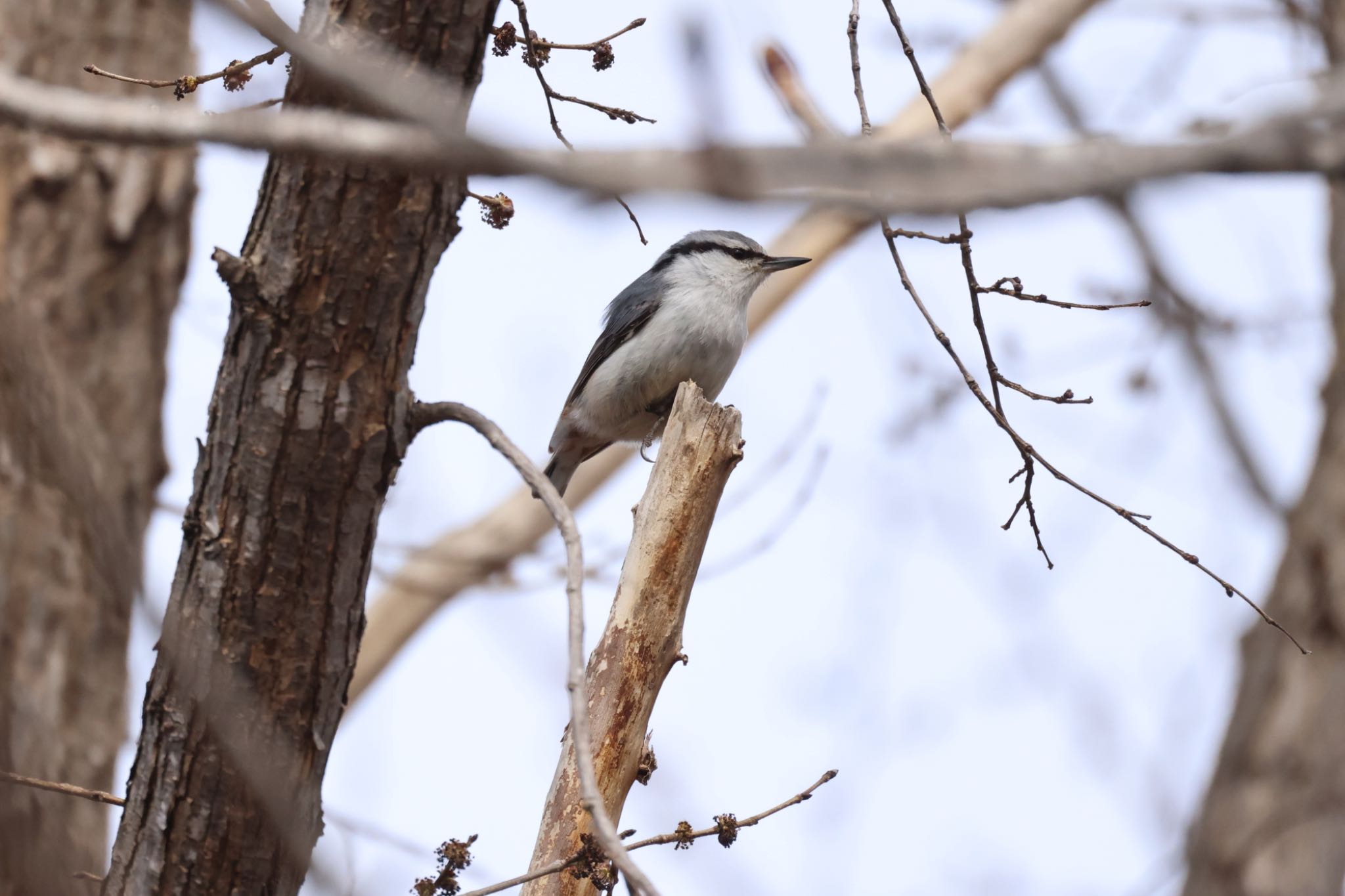 Photo of Eurasian Nuthatch(asiatica) at 前田森林公園(札幌市) by will 73