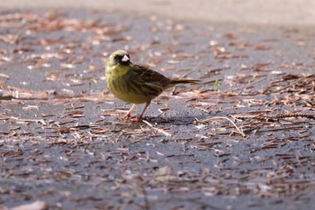 Tue, 4/16/2024 Birding report at 前田森林公園(札幌市)